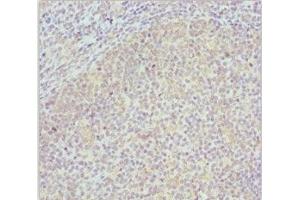 Immunohistochemistry of paraffin-embedded human tonsil tissue using ABIN7148458 at dilution of 1:100 (COG4 抗体  (AA 506-785))