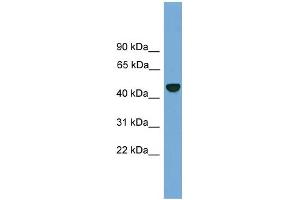 Western Blotting (WB) image for anti-Proteasome (Prosome, Macropain) 26S Subunit, Non-ATPase, 12 (PSMD12) (N-Term) antibody (ABIN2787420)