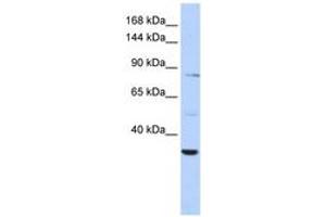 Image no. 1 for anti-AHNAK Nucleoprotein 2 (AHNAK2) (C-Term) antibody (ABIN6743126) (AHNAK2 抗体  (C-Term))