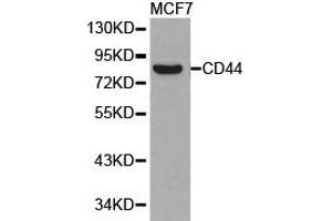 Western Blotting (WB) image for anti-CD44 (CD44) antibody (ABIN1871637) (CD44 抗体)