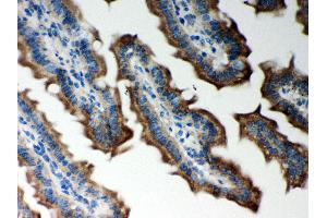 Anti- Peroxiredoxin 5 Picoband antibody, IHC(P) IHC(P): Mouse Intestine Tissue (Peroxiredoxin 5 抗体  (AA 66-198))