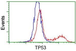 HEK293T cells transfected with either RC200003 overexpress plasmid (Red) or empty vector control plasmid (Blue) were immunostained by anti-TP53 antibody (ABIN2454591), and then analyzed by flow cytometry. (p53 抗体)