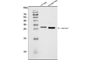 Western blot analysis of Nr0b2 using anti-Nr0b2 antibody (ABIN7601993).