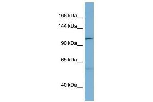 DNAJC10 antibody used at 1 ug/ml to detect target protein.