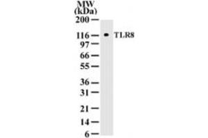 Western Blotting (WB) image for anti-Toll-Like Receptor 8 (TLR8) (AA 750-850) antibody (ABIN2470503) (TLR8 抗体  (AA 750-850))