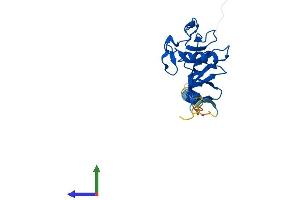 Protein Structure (PS) image for C-Type Lectin Domain Family 4, Member E (CLEC4E) (AA 1-214) protein (His tag) (ABIN7556202)