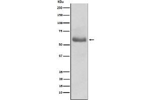 Western blot analysis of Oct-2 expression in Ramos cell lysate.