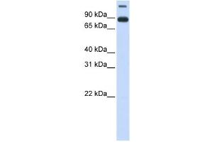 Western Blotting (WB) image for anti-Transmembrane Protein 48 (TMEM48) antibody (ABIN2459004) (TMEM48 抗体)