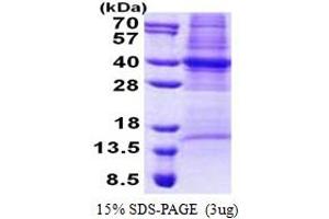 COPS6 Protein (AA 1-327) (His tag)