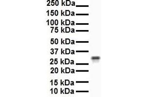 WB Suggested Anti-ECHDC2 antibody Titration: 1 ug/mL Sample Type: Human 721_B (ECHDC2 抗体  (Middle Region))