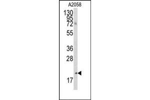 Image no. 1 for anti-Bcl2 Modifying Factor (BMF) (AA 130-150), (BH3 Domain) antibody (ABIN356819) (BMF 抗体  (BH3 Domain))