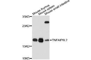 Western blot analysis of extracts of various cell lines, using TNFAIP8L2 antibody (ABIN6293885) at 1:3000 dilution.
