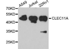 Western blot analysis of extract of various cells, using CLEC11A antibody. (CLEC11A 抗体)