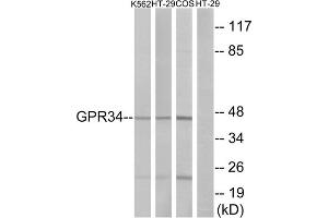 Western blot analysis of extracts from K562 cells, HT-29 cells and COS-7cells, using GPR34 antibody.