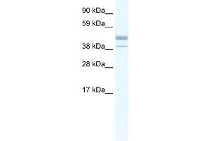 WB Suggested Anti-ESRRB Antibody Titration: 0. (ESRRB 抗体  (N-Term))