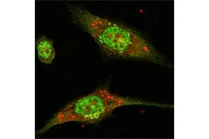 Immunofluorescence (IF) image for anti-Mitogen-Activated Protein Kinase 1 (MAPK1) antibody (ABIN1107133) (ERK2 抗体)