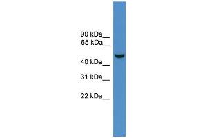 WB Suggested Anti-Epor Antibody Titration:  0. (EPOR 抗体  (N-Term))
