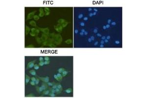 ICC/IF staining of HeLa cells, fixed with 4% Paraformaldehyde, using S100A10 antibody at 1:200. (S100A10 抗体)