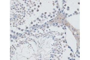 Immunohistochemistry of paraffin-embedded Mouse testis using USP7 Polyclonal Antibody at dilution of 1:100 (40x lens). (USP7 抗体)
