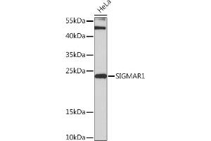 Western blot analysis of extracts of HeLa cells, using SIGM Rabbit pAb (ABIN7270296) at 1:3000 dilution. (SIGMAR1 抗体  (AA 31-80))