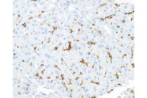 Immunohistochemistry (IHC) image for anti-Egf-Like Module Containing, Mucin-Like, Hormone Receptor-Like 1 (EMR1) (AA 28-225) antibody (ABIN7455124)