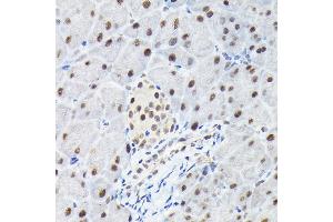Immunohistochemistry of paraffin-embedded mouse pancreas using KPN Rabbit pAb (ABIN6131812, ABIN6142991, ABIN6142992 and ABIN6224371) at dilution of 1:100 (40x lens). (KPNA3 抗体  (AA 1-210))