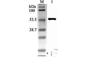 Western blot analysis using anti-Nampt (rat), pAb  at 1:2'000 dilution. (NAMPT 抗体)