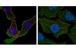 Immunofluorescence (IF) image for anti-Calreticulin (CALR) antibody (ABIN1724687)