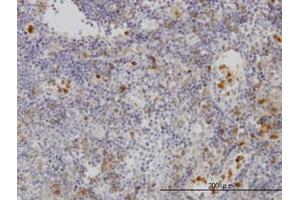Image no. 1 for anti-Gardner-Rasheed Feline Sarcoma Viral (V-Fgr) Oncogene Homolog (FGR) (AA 1-90) antibody (ABIN598687) (Fgr 抗体  (AA 1-90))