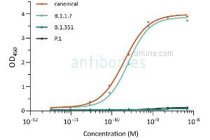 Direct ELISA of SARS-CoV-2 variant proteins with anti-SARS-CoV-2 Spike S1 antibody ABIN6990085. (SARS-CoV-2 Spike S1 抗体)