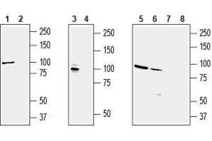 Western blot analysis of rat brain (lanes 1 and 2), mouse brain (lanes 3 and 4), human KCNQ2 transfected HEK-293 cells (lanes 5 and 7) and human brain neuroblastoma           SH-SY5Y  cell line (lanes 6 and 8) lysates: - 1,3,5,6. (KCNQ2 抗体  (C-Term, Intracellular))