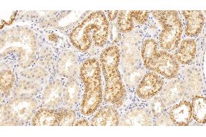 Detection of LZM in Human Kidney Tissue using Polyclonal Antibody to Lysozyme (LZM) (LYZ 抗体  (AA 24-144))