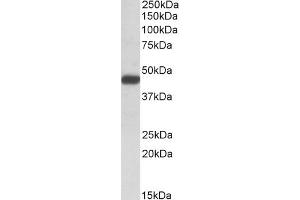 ABIN625824 (0. (SDF4 抗体  (AA 161-175))