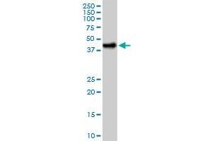 CA14 MaxPab polyclonal antibody. (CA14 抗体  (AA 1-337))