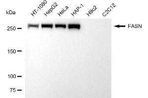 Western blotting analysis using FASN antibody (ABIN7798585).