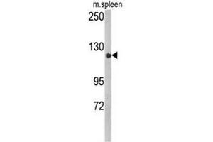 Western blot analysis of CLASP2 Antibody (pTyr1019) in mouse spleen tissue lysates (35µg/lane). (CLASP2 抗体  (AA 1005-1034))