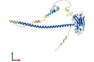 AlphaFold protein structure predicition of Human Recombinant TRAF1 Protein, UniprotID Q13077