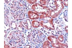 ABIN184786 (1µg/ml) staining of paraffin embedded human kidney. (DCXR 抗体  (C-Term))