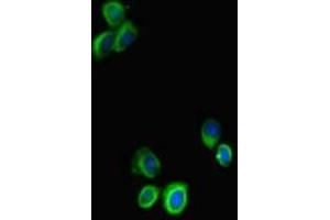 Immunofluorescence (IF) image for anti-Signal Transducer and Activator of Transcription 3 (Acute-Phase Response Factor) (STAT3) (AA 50-240) antibody (ABIN7169675)