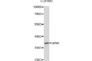 Western blot analysis of extracts of U-251MG cells, using GPR6 antibody (ABIN6292097) at 1:1000 dilution.