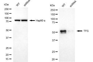 Western blotting analysis using TFG antibody (ABIN7800647).
