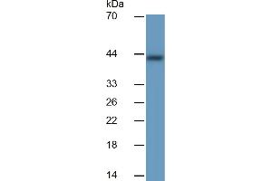 Rabbit Detection antibody from the kit in WB with Positive Control:  Sample Human Stomach lysate. (PGC ELISA 试剂盒)