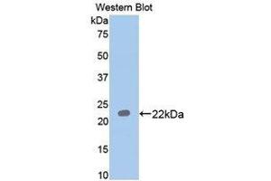 Western Blotting (WB) image for anti-Paraoxonase 1 (PON1) (AA 2-186) antibody (ABIN1172662) (PON1 抗体  (AA 2-186))