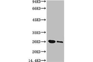 Western blot analysis of GFP transfected Hela, diluted at 1) 1:5000 2) 1:10000 (GFP 抗体)