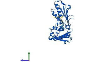 Protein Structure (PS) image for Actin Related Protein 2/3 Complex, Subunit 2, 34kDa (ARPC2) (AA 1-300) protein (His tag) (ABIN7560650)