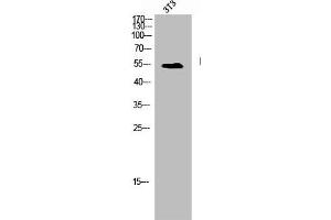 Western Blot analysis of NIH-3T3 cells using Hic-5 Polyclonal Antibody (TGFB1I1 抗体)