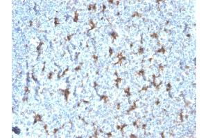 Formalin-fixed, paraffin-embedded human Tonsil stained with CD68 Recombinant Mouse Monoclonal Antibody (rLAMP4/824). (Recombinant CD68 抗体)