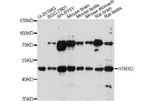 Western blot analysis of extracts of various cell lines, using HTR1D antibody (ABIN1980172) at 1:1000 dilution. (5HT1D 抗体)