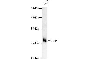 Western blot analysis of extracts of HeLa cells, using CLPP Rabbit pAb antibody (ABIN6131294, ABIN6138740, ABIN6138741 and ABIN6224901) at 1:500 dilution. (CLPP 抗体  (AA 1-277))