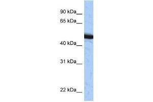 SPOP antibody used at 0. (SPOP-B 抗体  (C-Term))